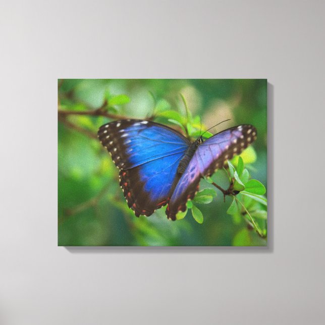 Blauschmetterling-Leinwand Leinwanddruck (Vorderseite)
