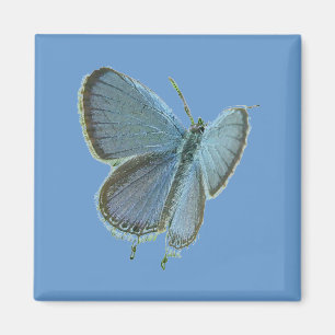 Blauschmetterling Magnet