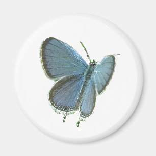 Blauschmetterling Magnet