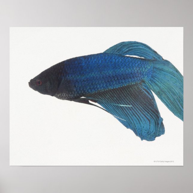 Blausiamesische Fighting Fish Poster (Vorne)