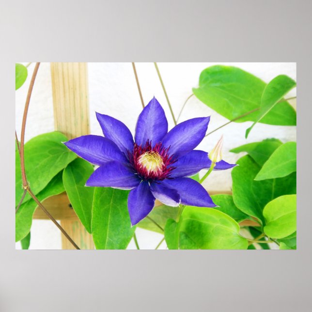 Blaustern Poster (Vorne)
