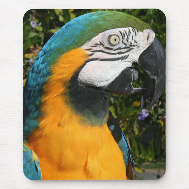 Blauu. GoldMacaw Mousepad (Vorne)