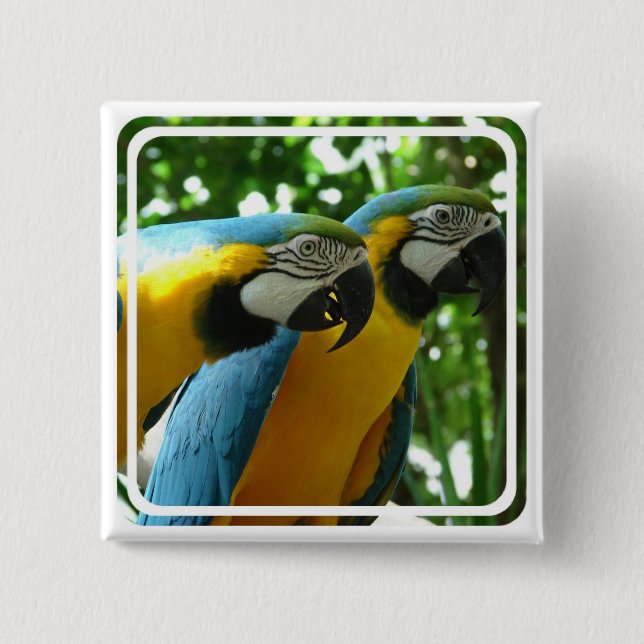 Blauund Goldmacaw-Button Button (Vorderseite)