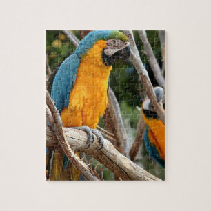 Blauund GoldMacaw Puzzle
