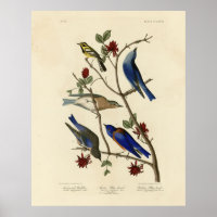 Blauvögel und Warbler, Audubons Vögel von Amerika