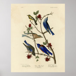 Blauvögel und Warbler, Audubons Vögel von Amerika Poster