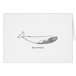 Blauwal-Illustration (Linie Kunst)