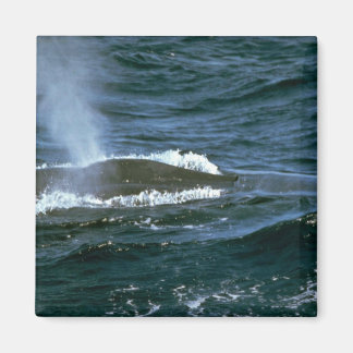 Blauwal Magnet