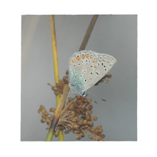 Blauweißer Orange mit schwarzem Schmetterling Notizblock