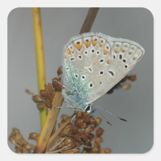 Blauweißer Orange mit schwarzem Schmetterling Quadratischer Aufkleber