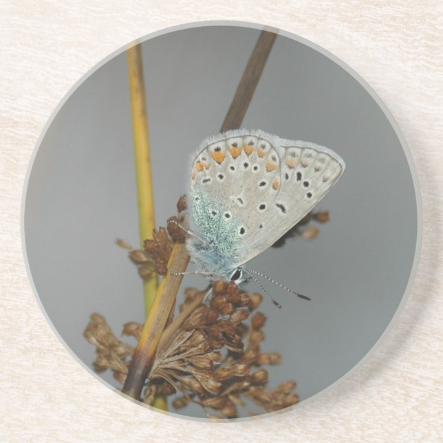 Blauweißer Orange mit schwarzem Schmetterling Untersetzer (Vorne)