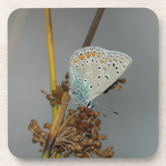 Blauweißer Orange mit schwarzem Schmetterling Untersetzer