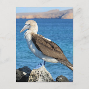 Blauwild Postkarte