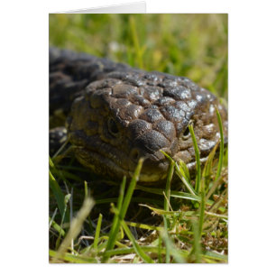 Blauzungenechse oben Nah,