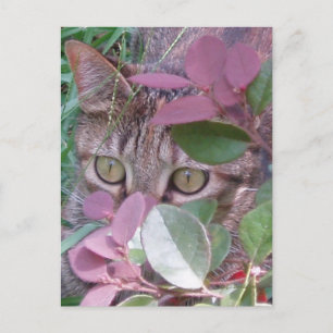 Blaze Cat Eyes Postcard Postkarte
