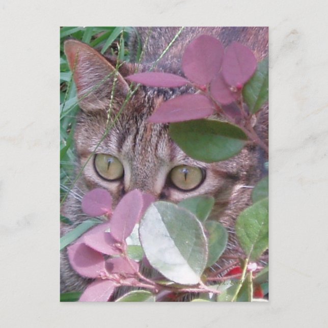 Blaze Cat Eyes Postcard Postkarte (Vorderseite)