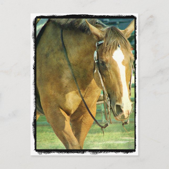 Blaze Western Horse Postkarte (Vorderseite)