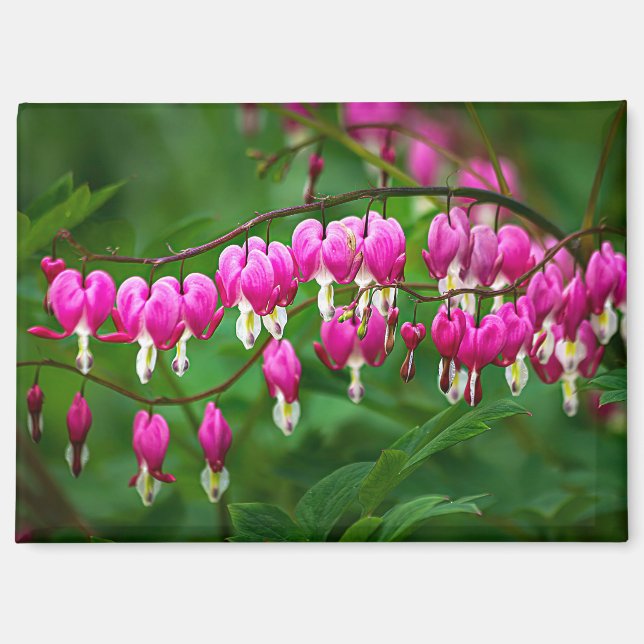 Bleeding Heart Flower Magnet (Vorderseite)