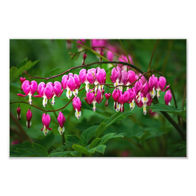 Bleeding Heart Flowers Fotodruck (Vorne)
