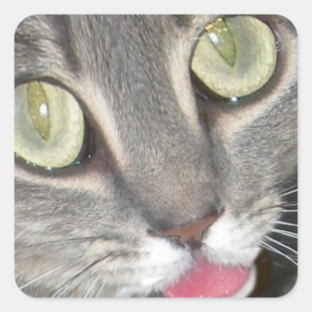 Blei Katzenpfropfkleber Quadratischer Aufkleber (Vorderseite)