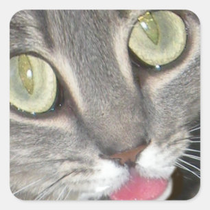 Blei Katzenpfropfkleber Quadratischer Aufkleber