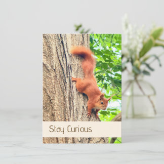 Bleib Neugierig Süße Rot Eichhörnchen Postkarte