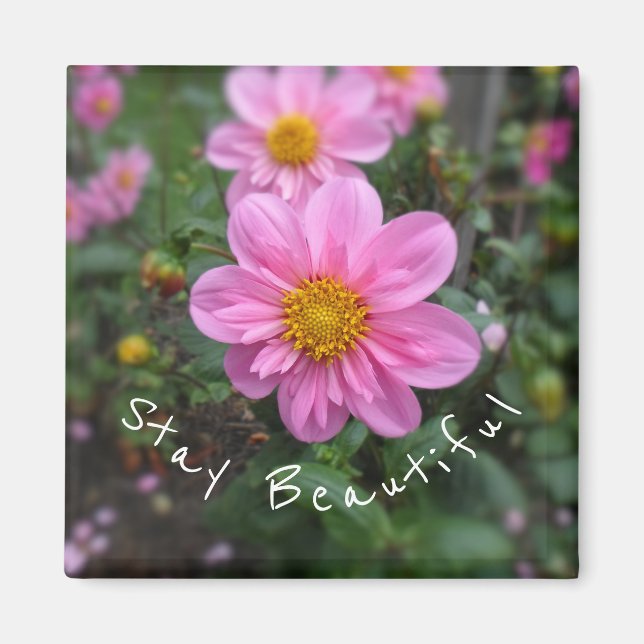 Bleibe Beautiful Pink Dahlia Magnet (Vorne)