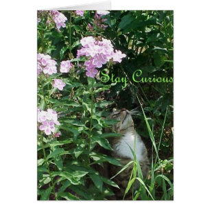 Bleibe Sie neugierig