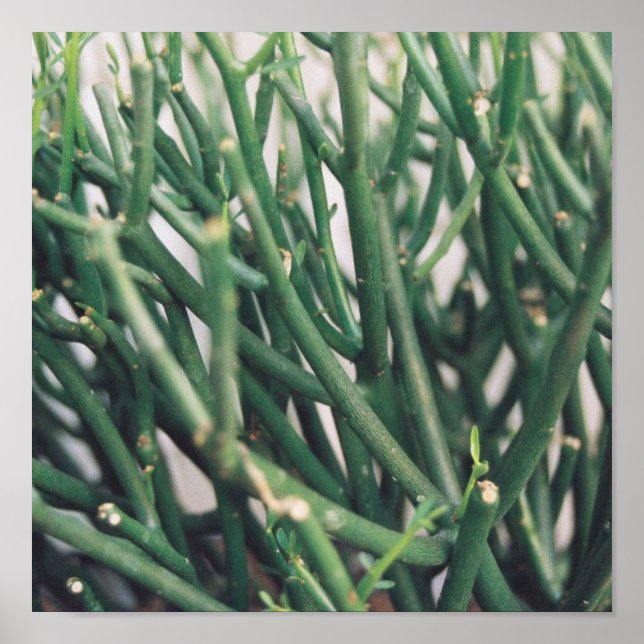 Bleistift-Kaktus - individuell angepasst Poster (Vorne)