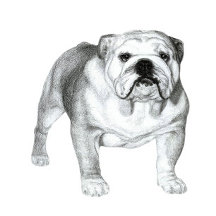 Bleistiftzeichnung English Bulldog T-Shirt