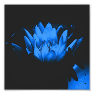 Blendenblauer Lippenlotus Blume Abstrakt 8x8 Fotodruck