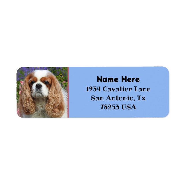 Blenheim Cavalier King Charles Rücksendeadresse (Vorne)