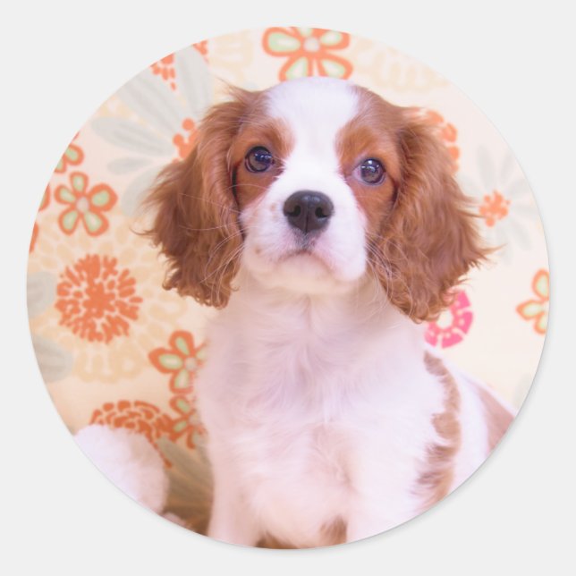 Blenheim Cavalier King Charles Spaniel Aufkleber (Vorderseite)