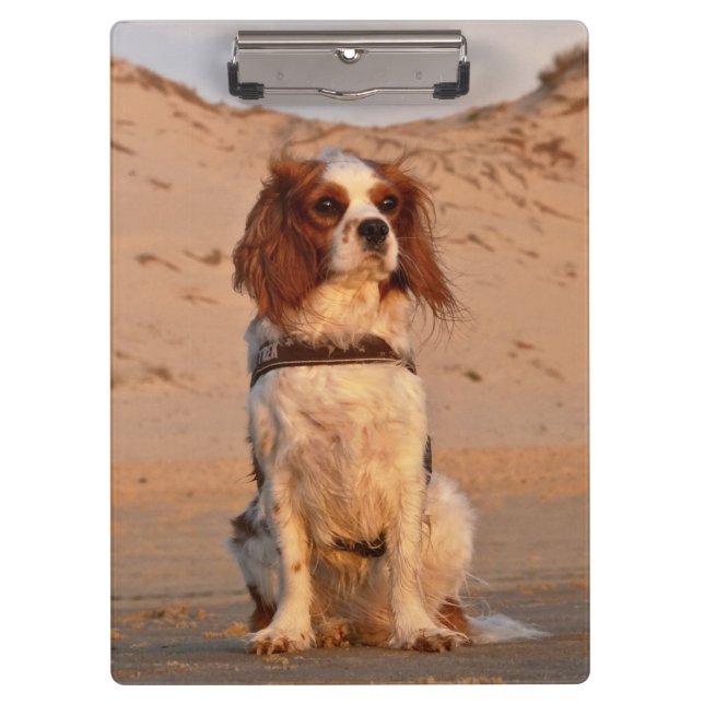 Blenheim Cavalier King Charles Spaniel Dog Klemmbrett (Vorderseite)