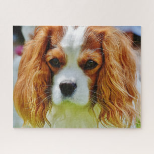 Blenheim Cavalier King Charles Spaniel Dog Puzzle
