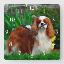 Blenheim Cavalier King Charles Spaniel Dog Quadratische Wanduhr