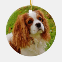 Blenheim Cavalier King Charles Spaniel in Grass
