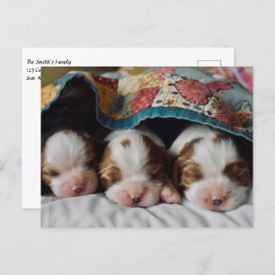 Blenheim Cavalier King Charles Spaniel Puppies Postkarte