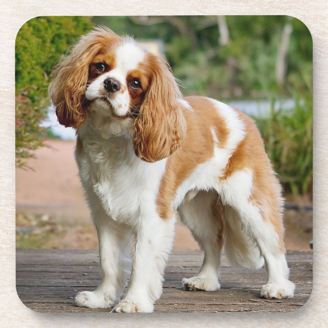 Blenheim Cavalier King Charles Spaniel Puppy Dog Getränkeuntersetzer (Vorderseite)