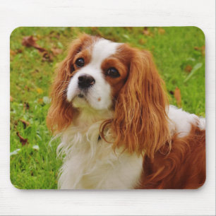 Blenheim Cavalier King Charles Spaniel Puppy Dog Mousepad