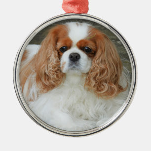 Blenheim Cavalier King Charles Spaniel Puppy Dog Ornament Aus Metall