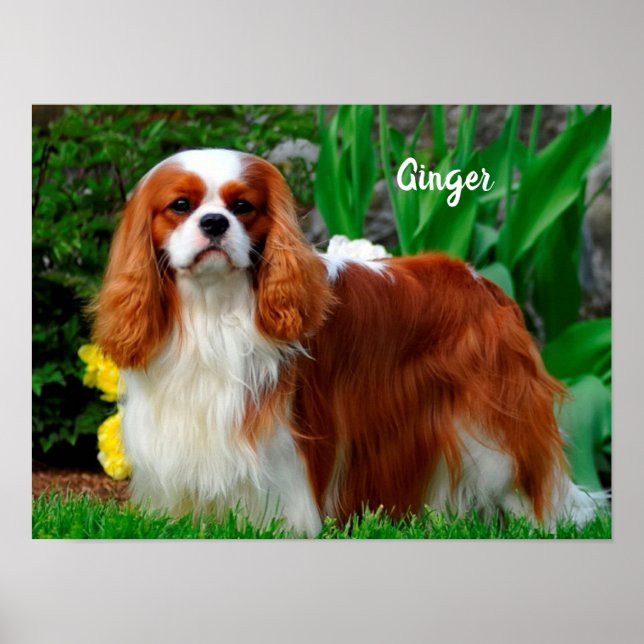 Blenheim Cavalier King Charles Spaniel Puppy Dog P Poster (Vorne)