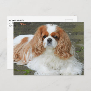 Blenheim Cavalier King Charles Spaniel Puppy Dog P Postkarte