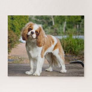 Blenheim Cavalier King Charles Spaniel Puppy Dog Puzzle