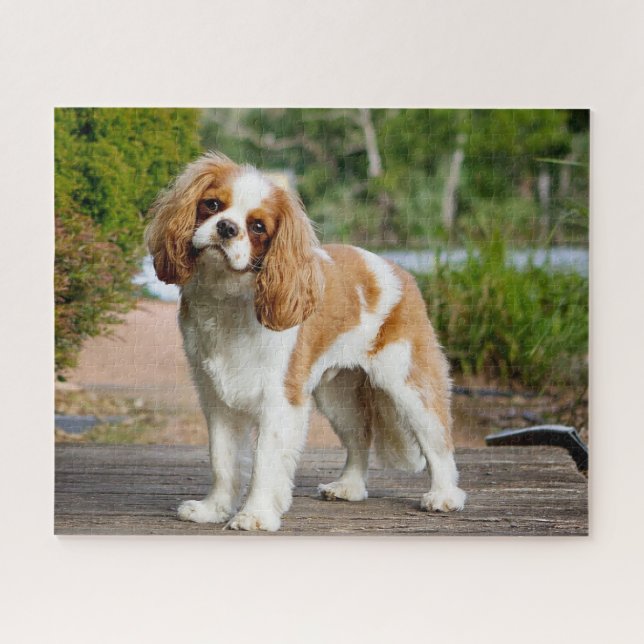 Blenheim Cavalier King Charles Spaniel Puppy Dog Puzzle (Horizontal)