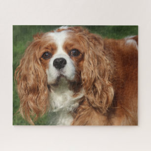 Blenheim Cavalier King Charles Spaniel Puppy Dog Puzzle