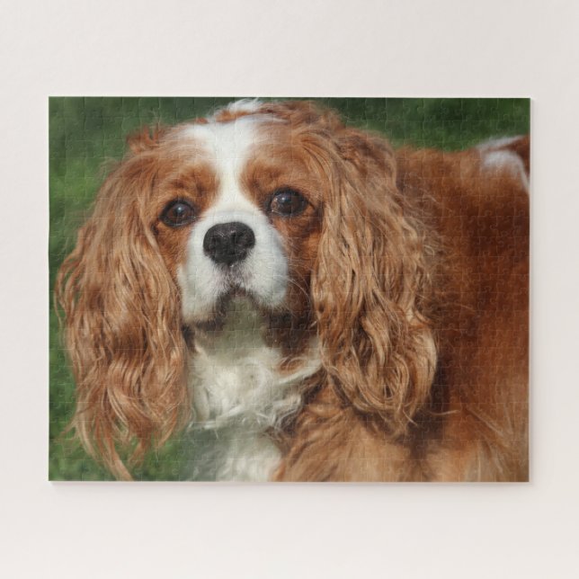 Blenheim Cavalier King Charles Spaniel Puppy Dog Puzzle (Horizontal)