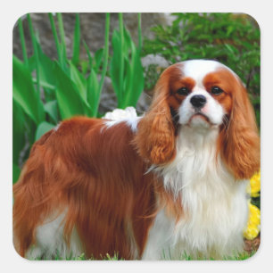 Blenheim Cavalier King Charles Spaniel Puppy Dog Quadratischer Aufkleber
