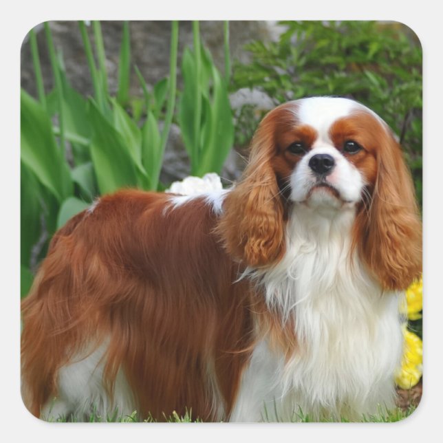 Blenheim Cavalier King Charles Spaniel Puppy Dog Quadratischer Aufkleber (Vorderseite)