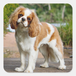 Blenheim Cavalier King Charles Spaniel Puppy Dog Quadratischer Aufkleber